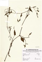 藏品(野蕎麥)的圖片